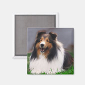 Shetland Sheepdog Sheltie Gifts Magneet (Voorkant / Achterkant)