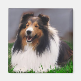 Shetland Sheepdog Sheltie Gifts Magneet