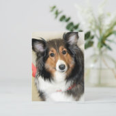 Shetland Sheepdog (Sheltie) Hondenras Briefkaarten (Staand voorkant)