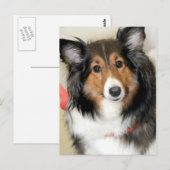 Shetland Sheepdog (Sheltie) Hondenras Briefkaarten (Voorkant / Achterkant)