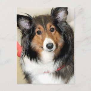 Shetland Sheepdog (Sheltie) Hondenras Briefkaarten