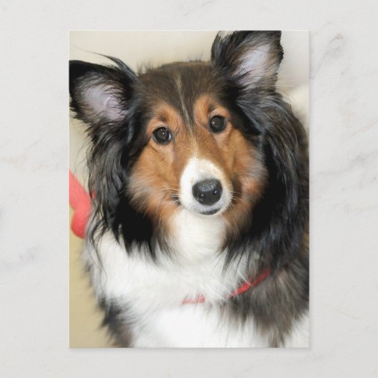 Shetland Sheepdog (Sheltie) Hondenras Briefkaarten (Voorkant)