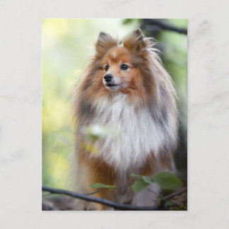 Shetland Sheepdog Sheltie Little dog in forest Jig Briefkaart