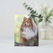 Shetland Sheepdog Sheltie Little dog in forest Jig Briefkaart (Staand voorkant)
