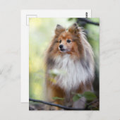 Shetland Sheepdog Sheltie Little dog in forest Jig Briefkaart (Voorkant / Achterkant)