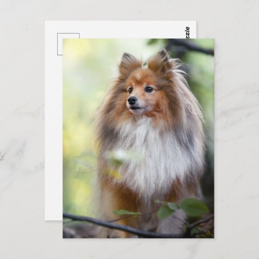 Shetland Sheepdog Sheltie Little dog in forest Jig Briefkaart (Voorkant / Achterkant)