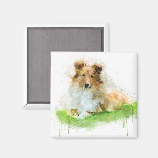 Shetland Sheepdog / Sheltie Magneet (Voorkant / Achterkant)
