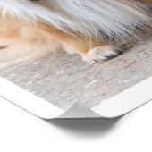 Shetland Sheepdog Sitting Poster (Hoek)