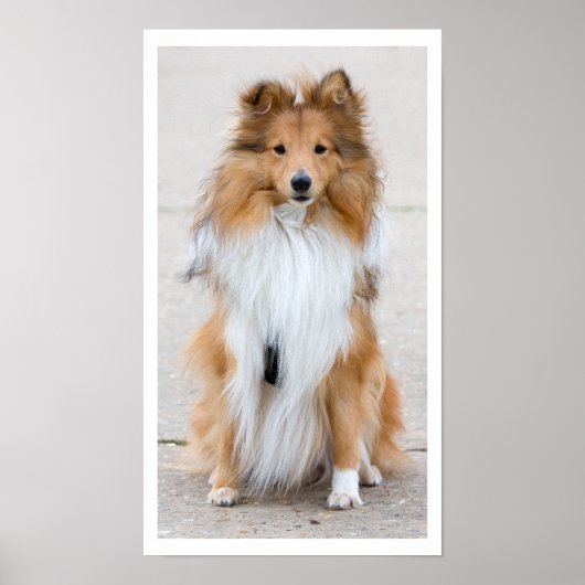 Shetland Sheepdog Sitting Poster (Voorkant)