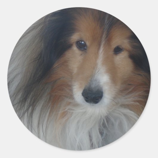 Shetland Sheepdog Stickers (Voorkant)