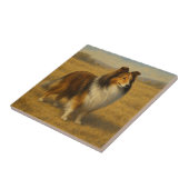 Shetland Sheepdog Tegeltje (Zijkant)