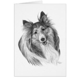 Shetland Sheepdog tekening door Glenda S. Harlan