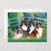 Shetland Sheepdog (vier) - Bridge Briefkaart (Voorkant / Achterkant)