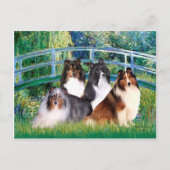 Shetland Sheepdog (vier) - Bridge Briefkaart (Voorkant)