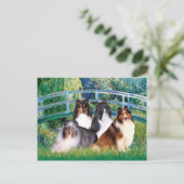Shetland Sheepdog (vier) - Brug Briefkaart (Staand voorkant)