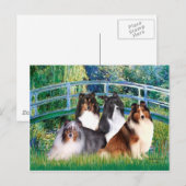 Shetland Sheepdog (vier) - Brug Briefkaart (Voorkant / Achterkant)