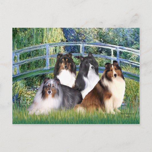 Shetland Sheepdog (vier) - Brug Briefkaart (Voorkant)