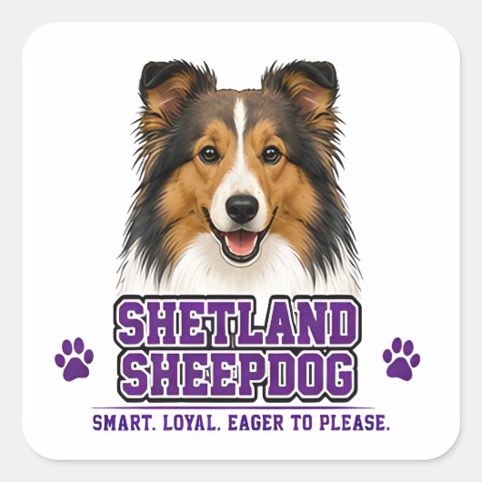 🐾 Shetland Sheepdog 🐾 Vierkante Sticker (Voorkant)