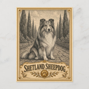 Shetland Sheepdog, Vintage Heritage Hond Briefkaart