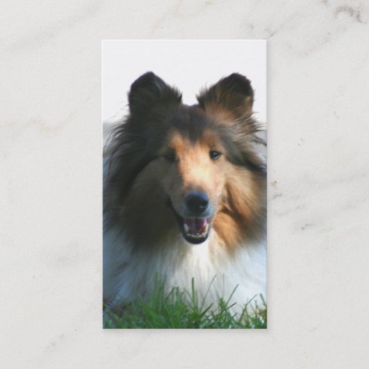 Shetland Sheepdog visitekaartjes (Voorkant)