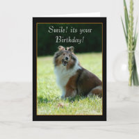 Shetland Sheepdog wenskaart