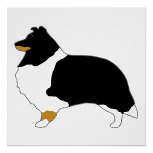 shetland sheepdog zwart wit en tan silo perfect poster