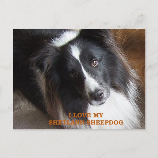 shetland sheepdog zwarte en witte liefde met pic briefkaart (Voorkant)