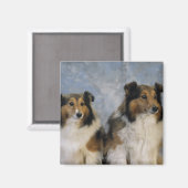 Shetland Sheepdogs Magneet (Voorkant / Achterkant)