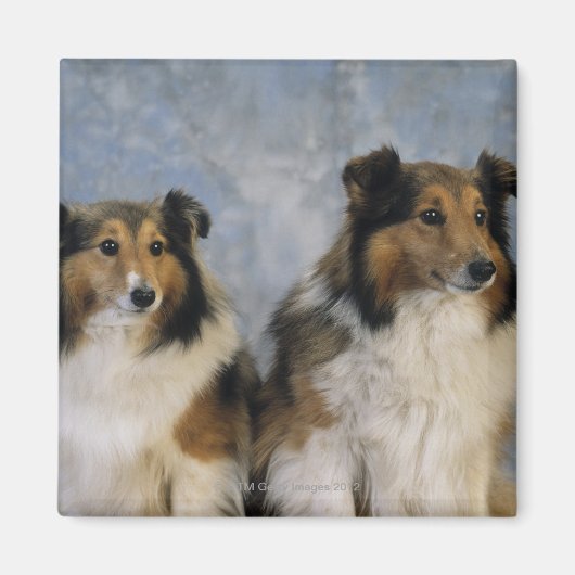 Shetland Sheepdogs Magneet (Voorkant)