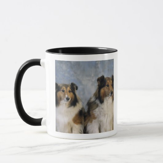 Shetland Sheepdogs Mok (Links)