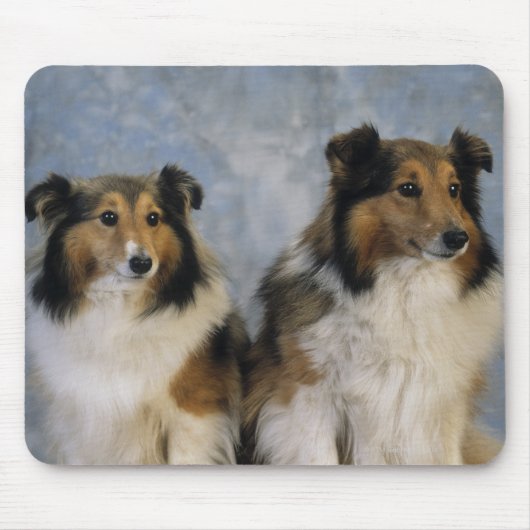 Shetland Sheepdogs Muismat (Voorkant)