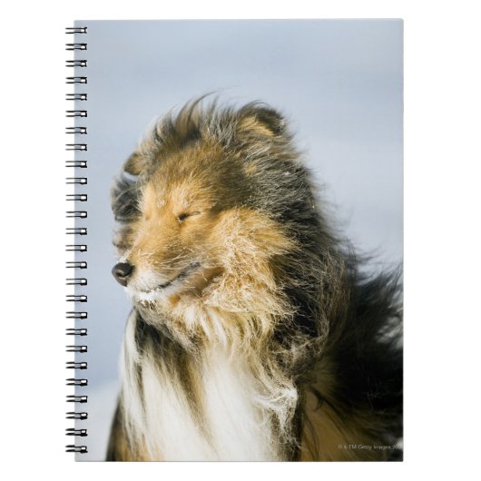 Shetland Shepardshond Notitieboek (Voorkant)