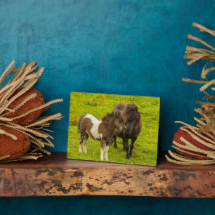 Shetlandpony moeder en nageslacht fotoplaat