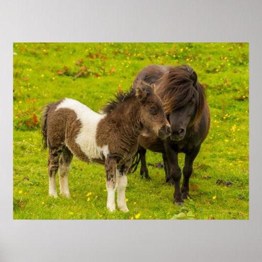Shetlandpony moeder en nakomeling poster (Voorkant)