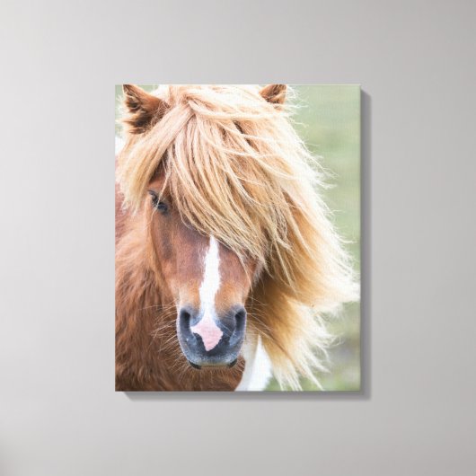 Shetlandpony op het eiland Unst Canvas Afdruk (Voorkant)