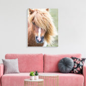 Shetlandpony op het eiland Unst Canvas Afdruk (Insitu (Woonkamer))
