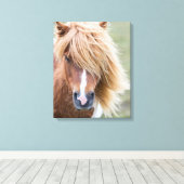 Shetlandpony op het eiland Unst Canvas Afdruk (Insitu (Houten vloer))