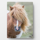 Shetlandpony op het eiland Unst Fotoplaat (voorkant)