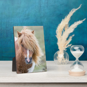 Shetlandpony op het eiland Unst Fotoplaat
