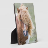 Shetlandpony op het eiland Unst Fotoplaat (Zijkant)