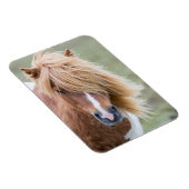 Shetlandpony op het eiland Unst Magneet (Rechterzijde)
