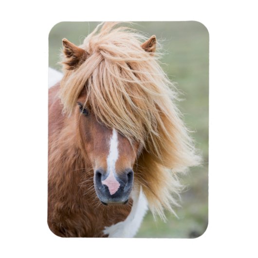 Shetlandpony op het eiland Unst Magneet (Verticaal)