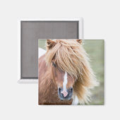 Shetlandpony op het eiland Unst Magneet (Voorkant / Achterkant)