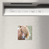 Shetlandpony op het eiland Unst Magneet (Insitu (Vaatwasser))