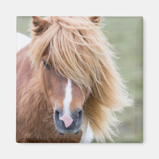 Shetlandpony op het eiland Unst Magneet (Voorkant)