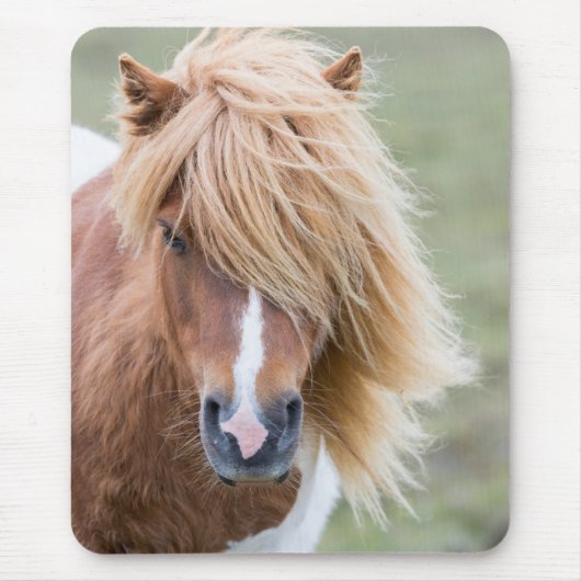 Shetlandpony op het eiland Unst Muismat (Voorkant)