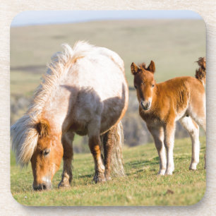Shetlandpony op Weiland Nabij Hoge Kiffen, Merrie Drankjes Onderzetter