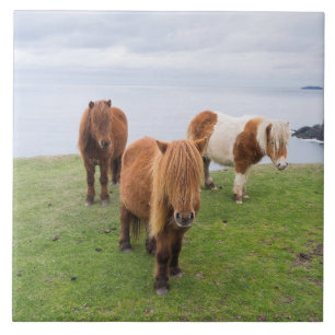 Shetlandpony op Weiland Nabij Hoge Kiffen Tegeltje