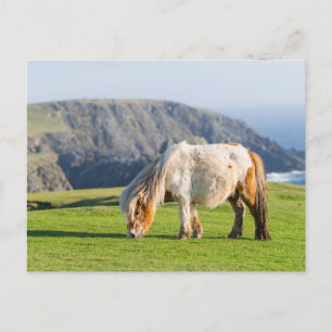 Shetlandpony op weiland nabij hoge kliffen briefkaart