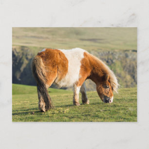 Shetlandpony op weiland nabij hoge kliffen briefkaart